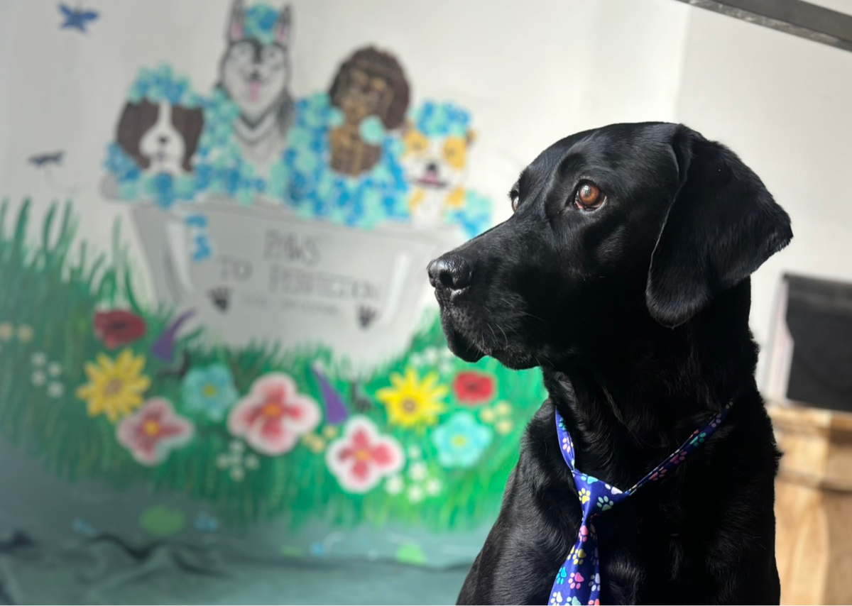 For medium & large breeds