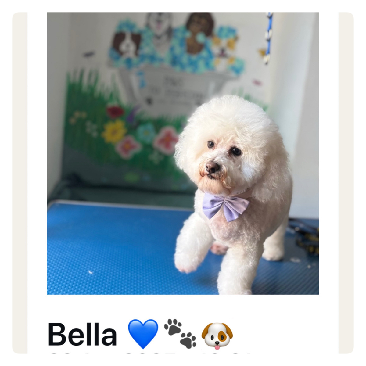 Teddy-Trim (longer legs, shorter body, round head) 