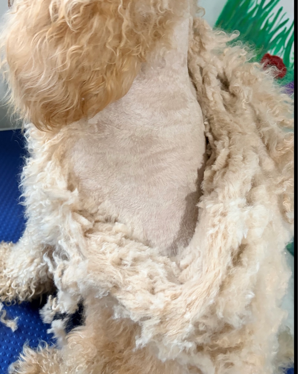 Matted dog (take under 3 hours)