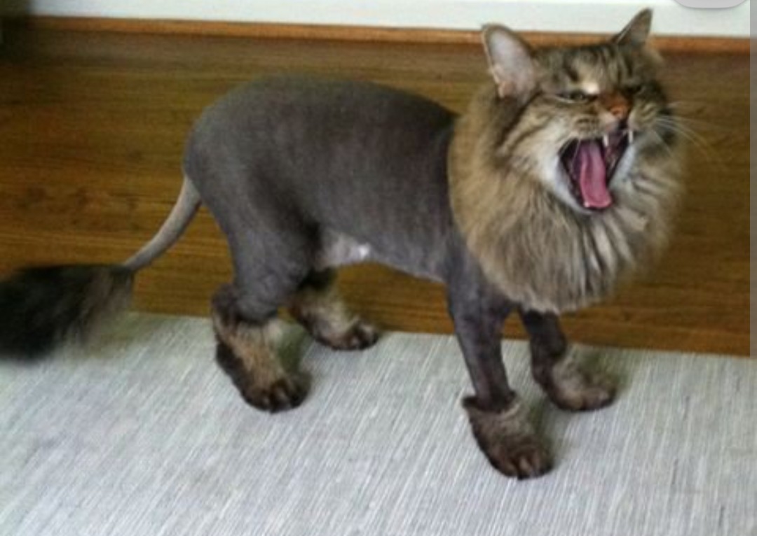 Cat full groom