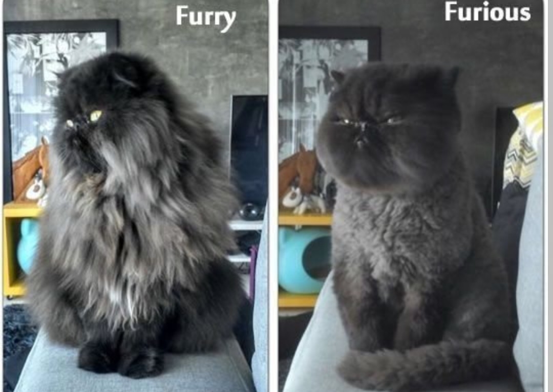 Cat full body trim up