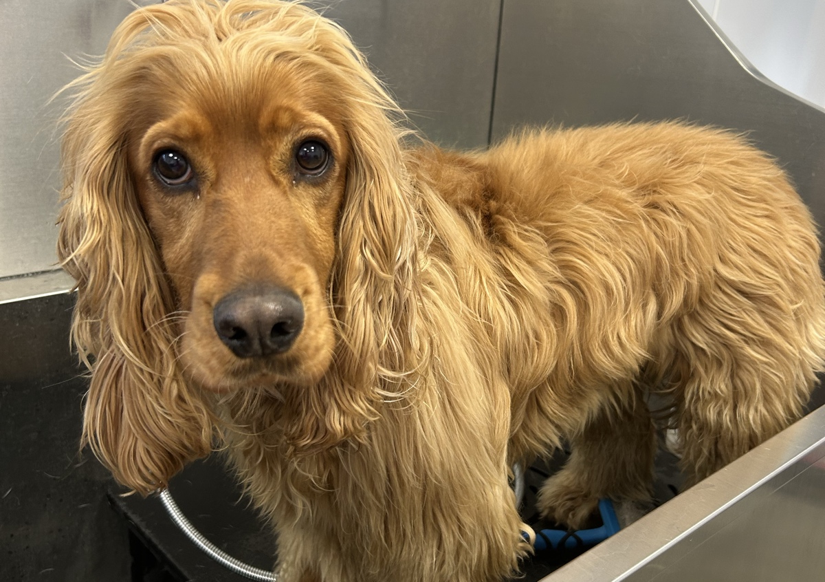 Bath + Brush (Long coat)