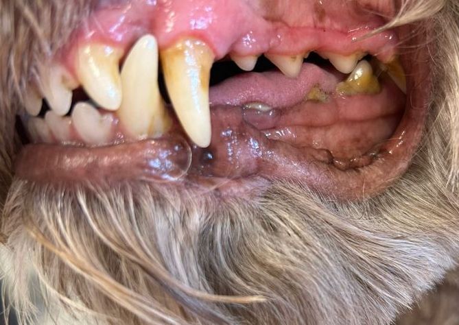 EmmiPet Ultrasonic Teeth Clean 1st appointment