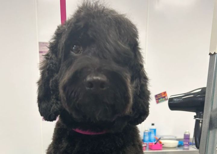 Curly Coat Full Groom (Shape and style)