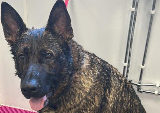 Bath + Brush (short coated)