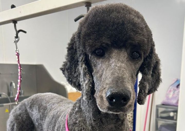 Curly Coat Full Groom (Shape and style)