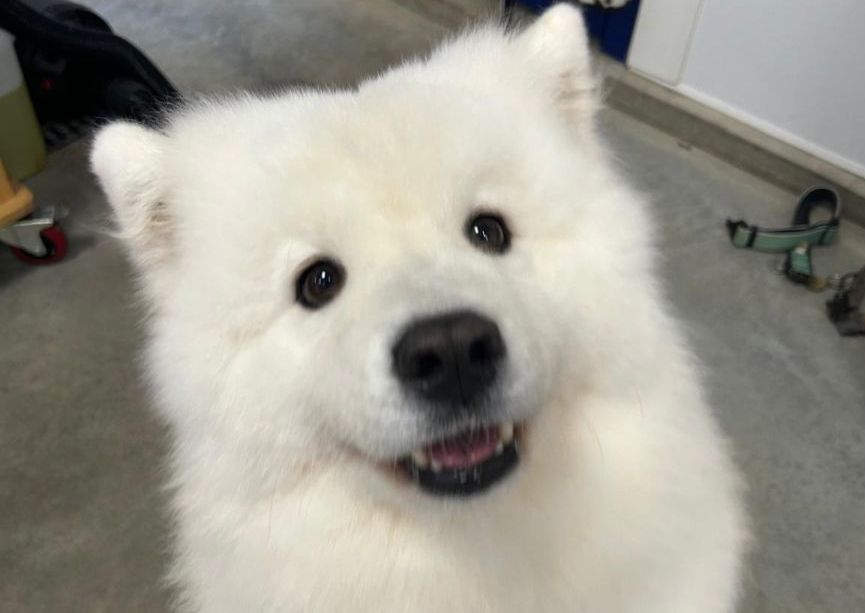 Bath + Brush (Long Haired)