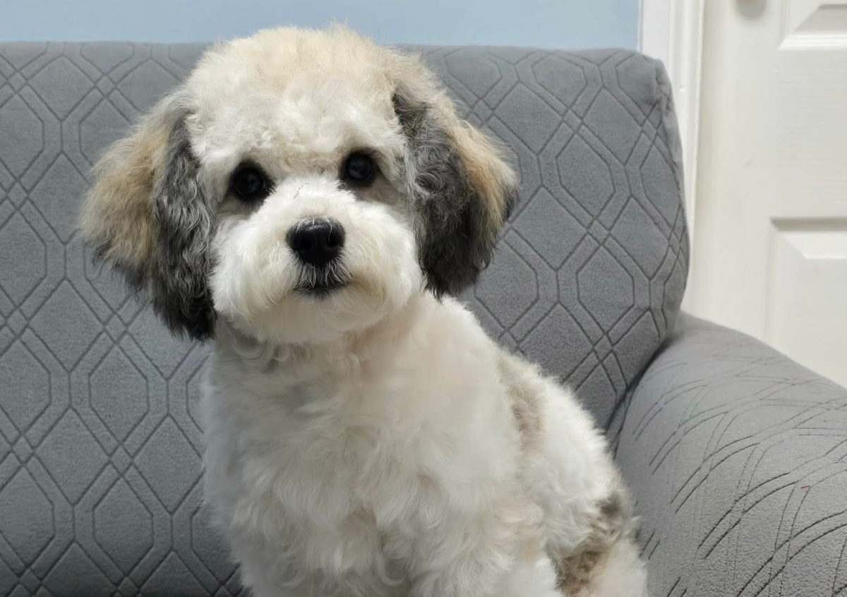 Curly Coat Full Groom (shape and style)