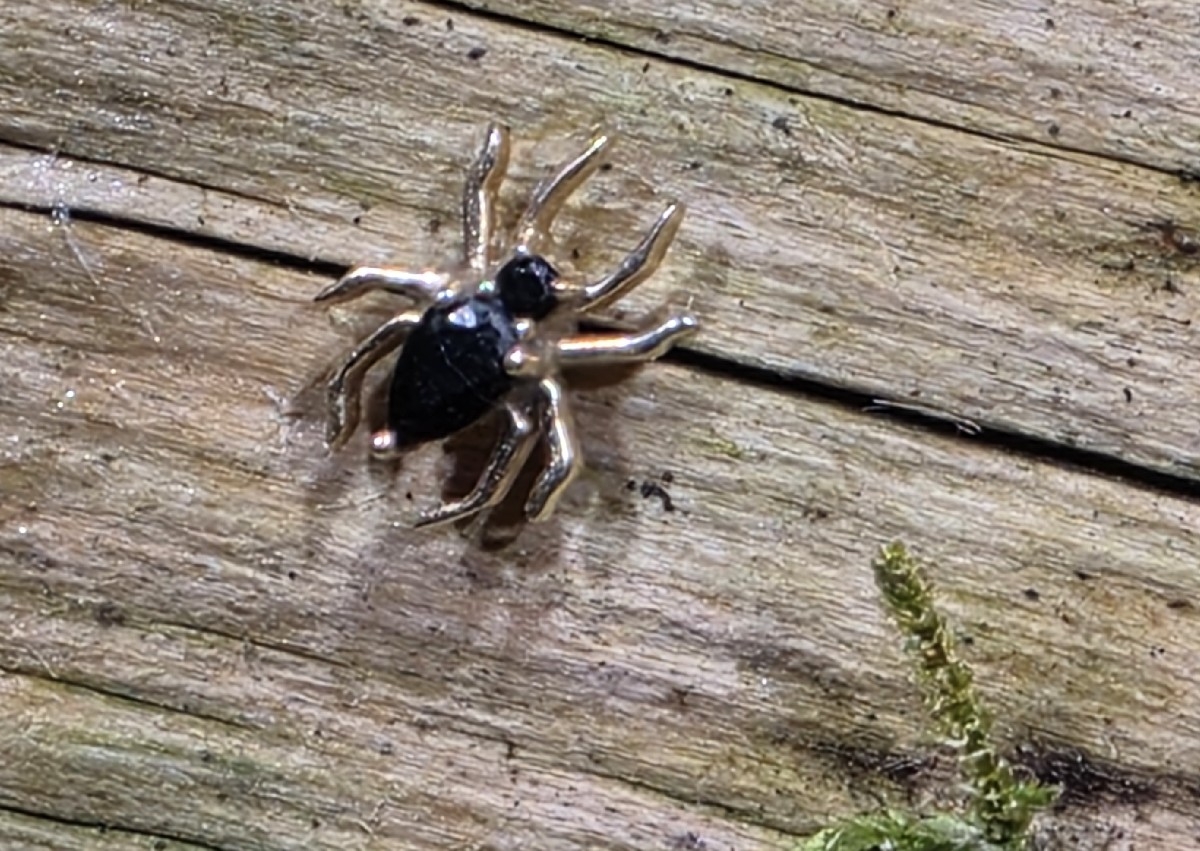 14ct yellow gold black cz spider
