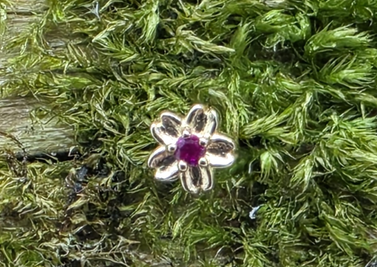 Rose cherry blossom