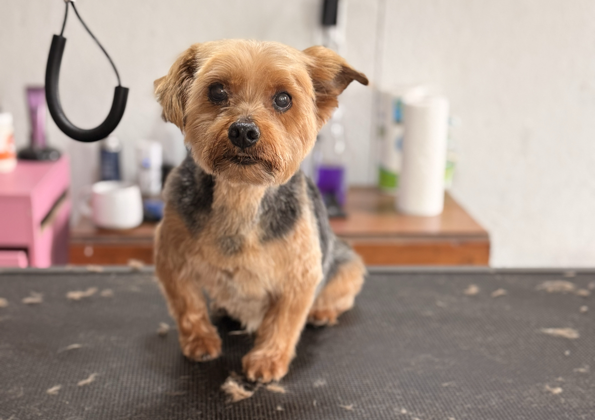 Full Groom XSMALL - up to 10lbs 