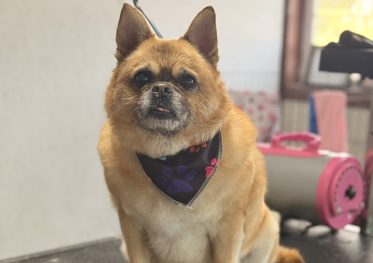 Shampooch: 31-45 lbs 