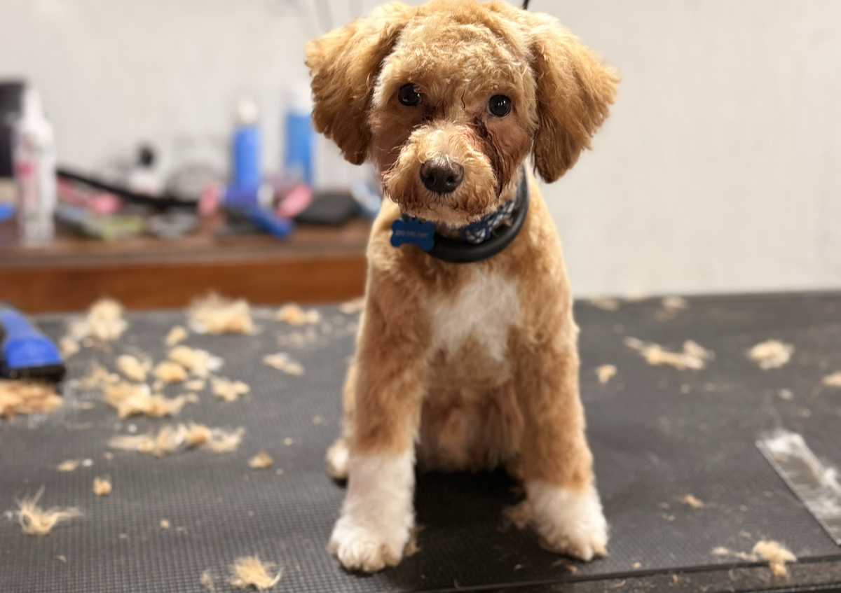 Puppy First Groom 
