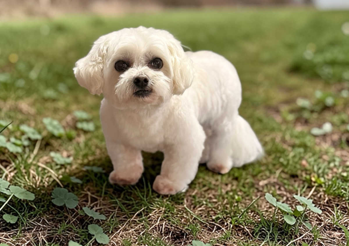 Full Groom SMALL 11-20 lbs 