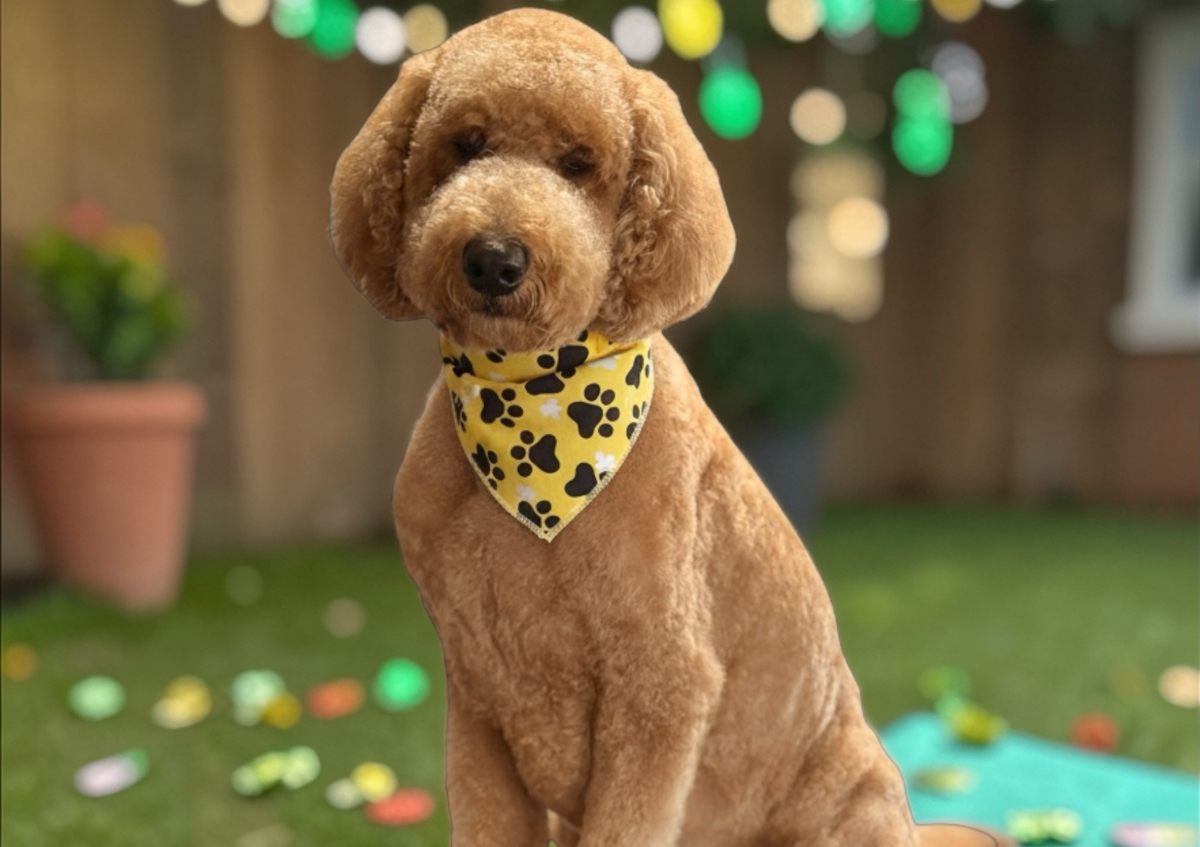 Full Groom LARGE 41-70 lbs 