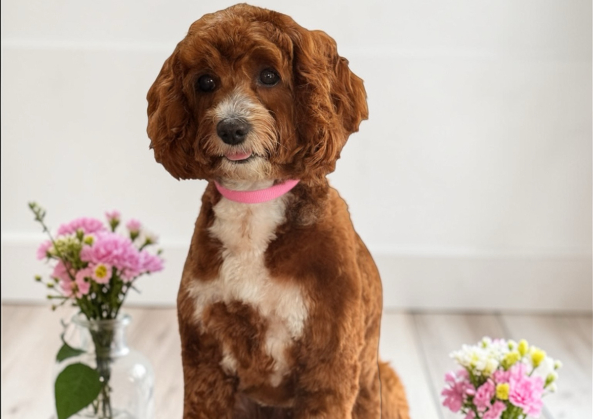 Full Groom MEDIUM 21-40 lbs 