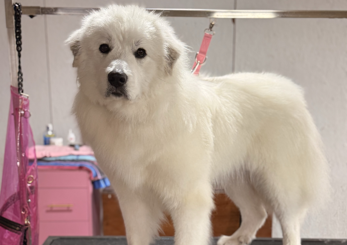 Full Groom XLARGE 71-90 lbs 