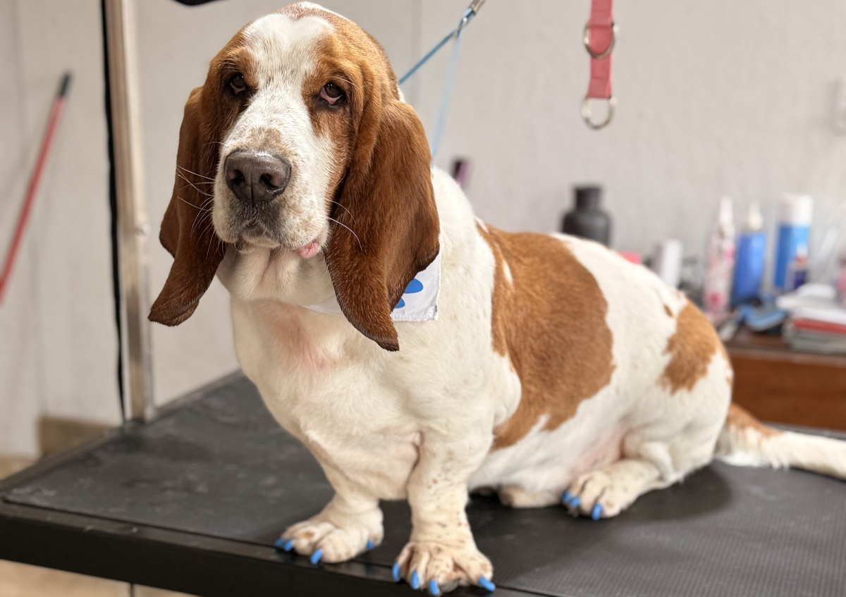 Shampooch: 61-75 lbs 