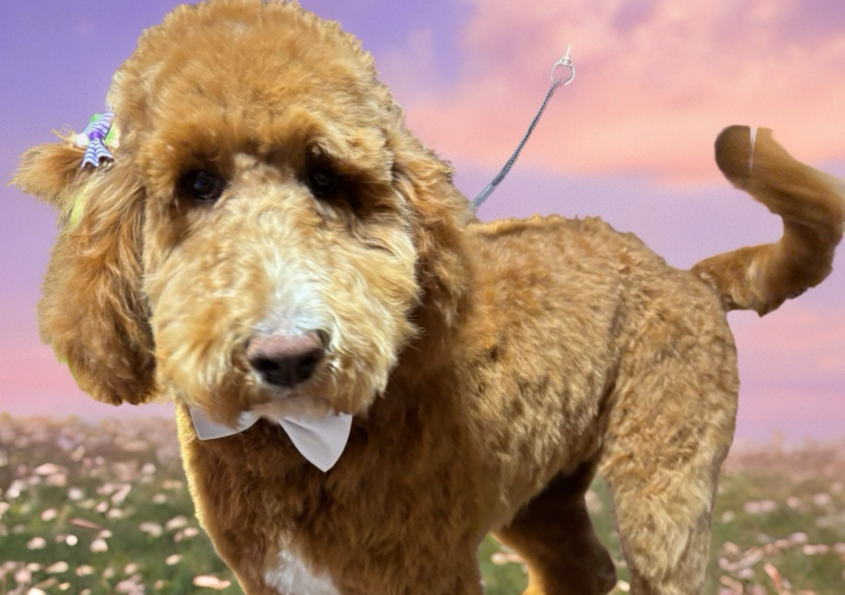 Our Signature Doodle  Full groom 