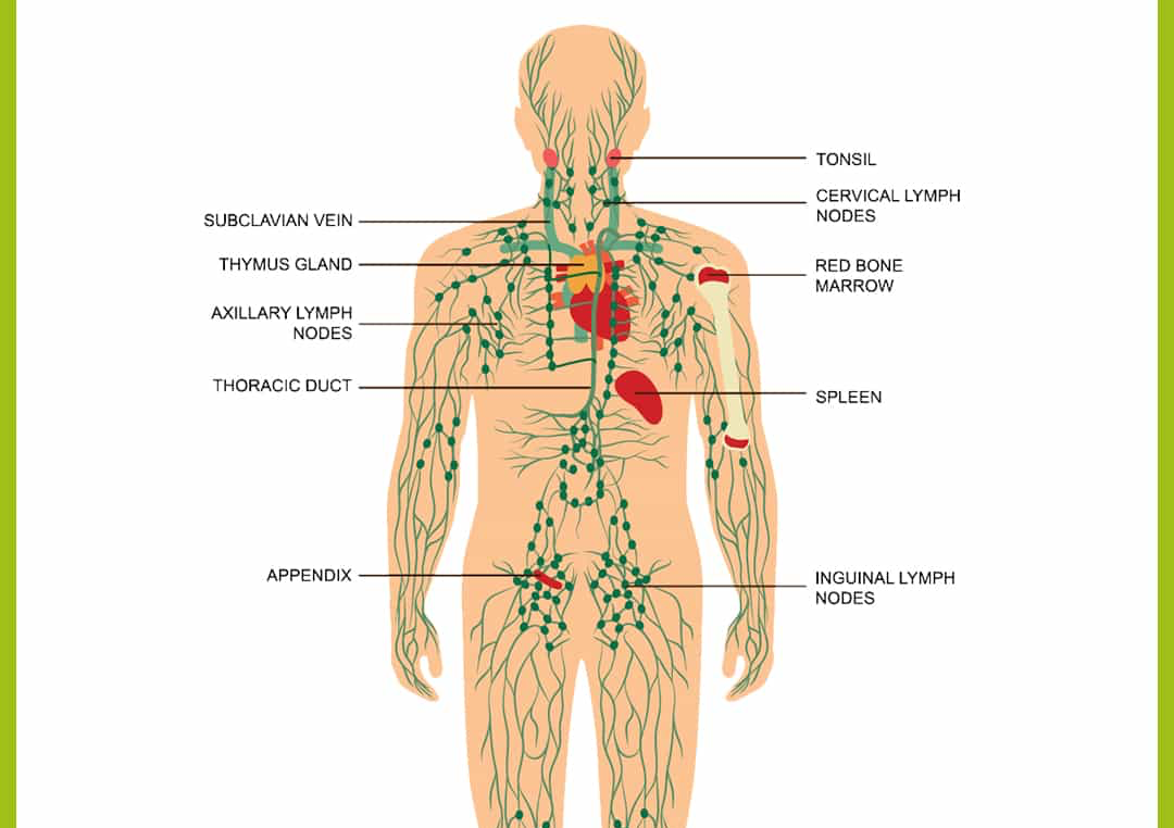 Lymphatic Drainage 80 Min