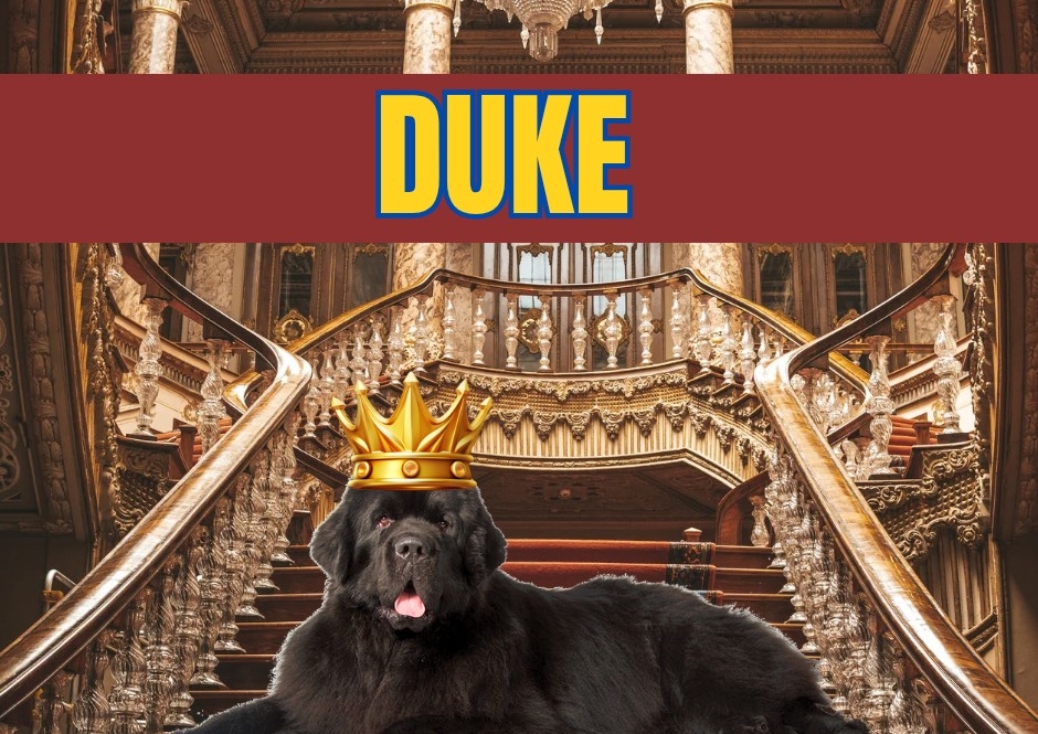 Duke Dog Cologne 100ml 