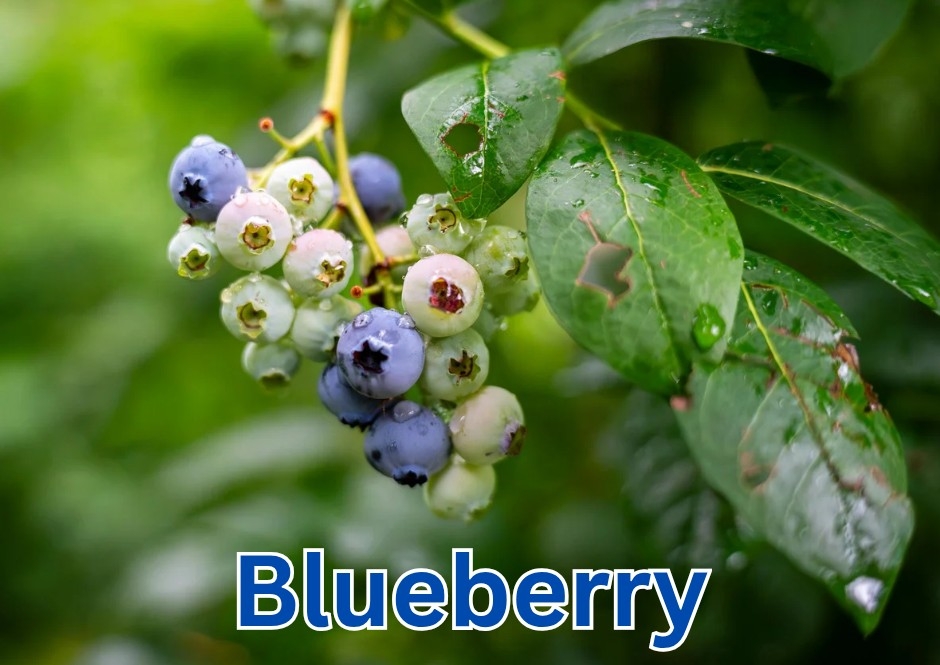 Blueberry Cologne 100ml
