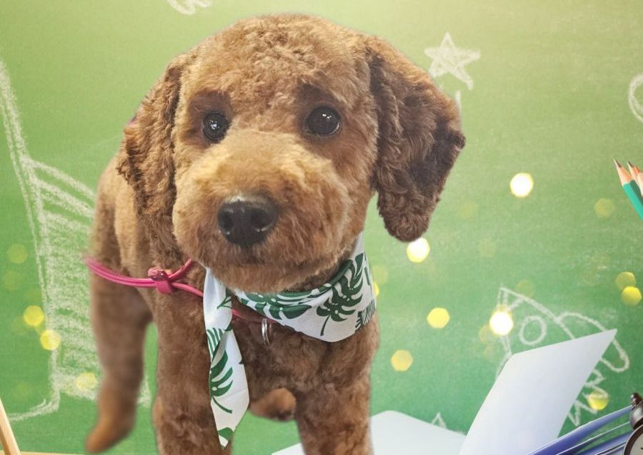 Pampered Pooch Medium