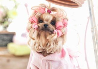 Dirty Dog Wash & De-Shed Medium