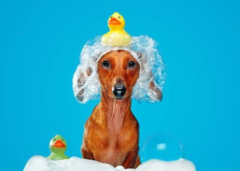 Dirty Dog Wash & De-Shed XLarge