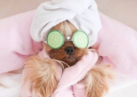 Dirty Dog Wash & De-Shed Small