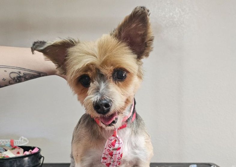 Pampered Pooch Small