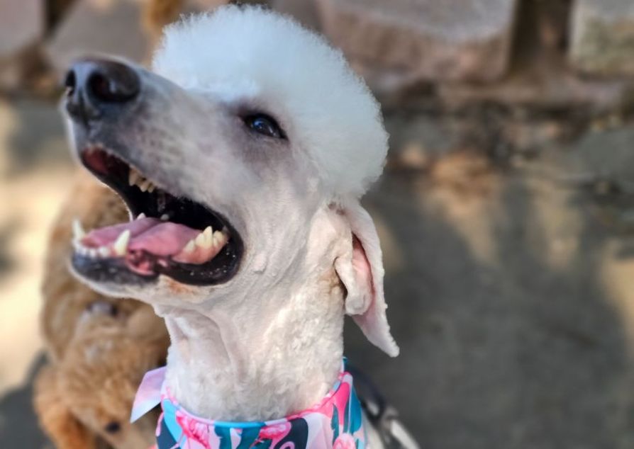 Pampered Pooch Large