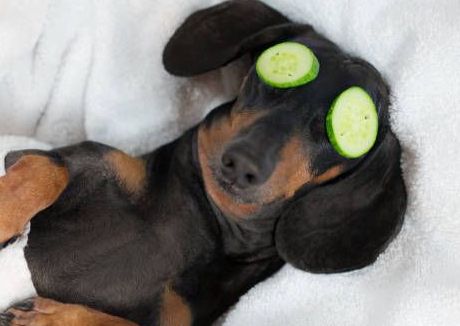 Dirty Dog Wash & De-Shed Large