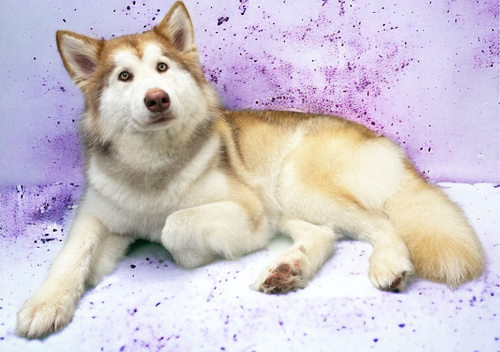  (Full groom)- For regular clients on a 8-12 week schedule 