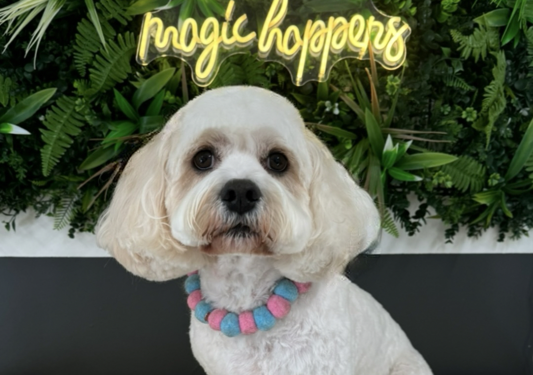 (New Clients) Full groom appointment 