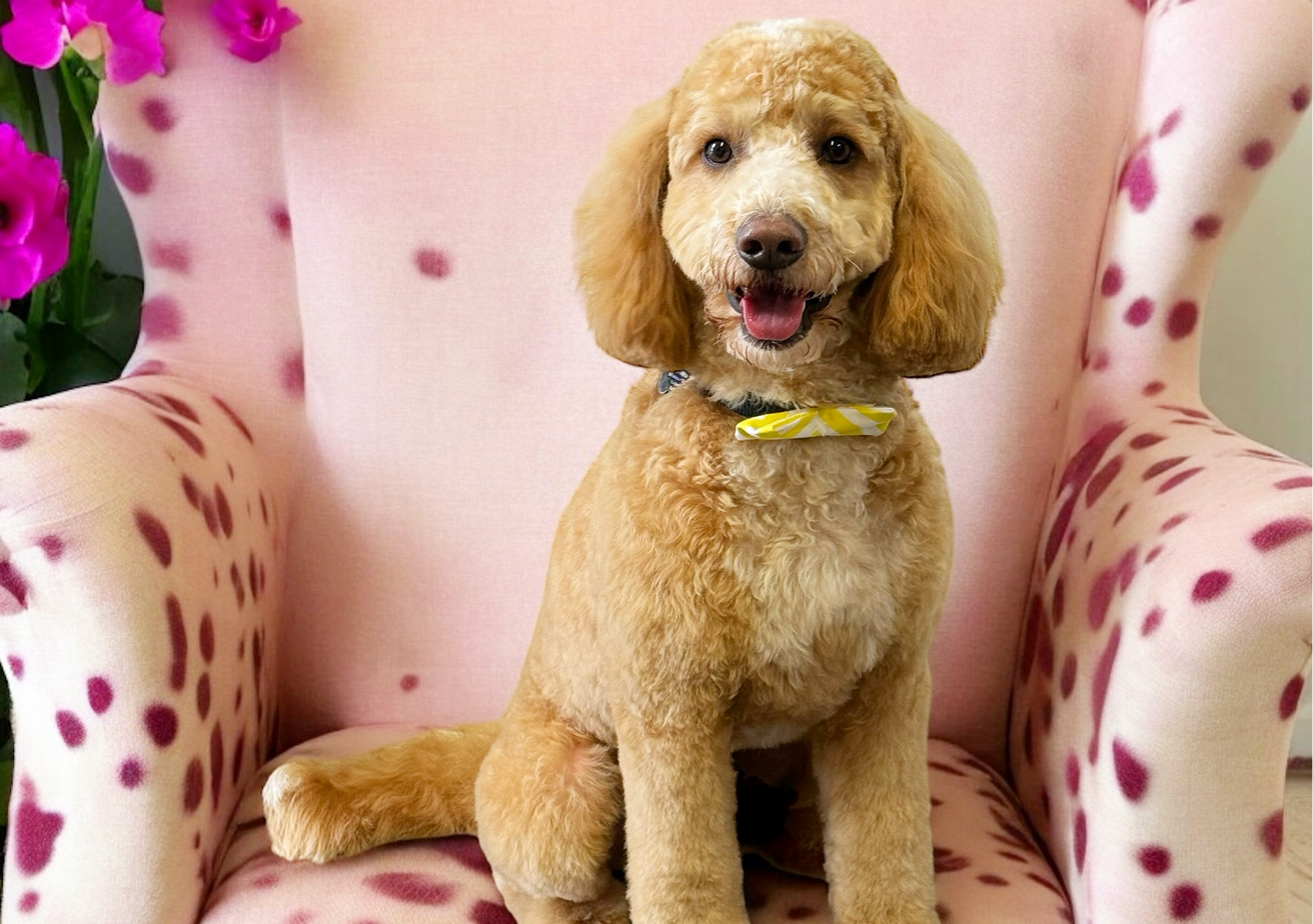 (Full groom)- For regular clients on a 3-8week schedule 