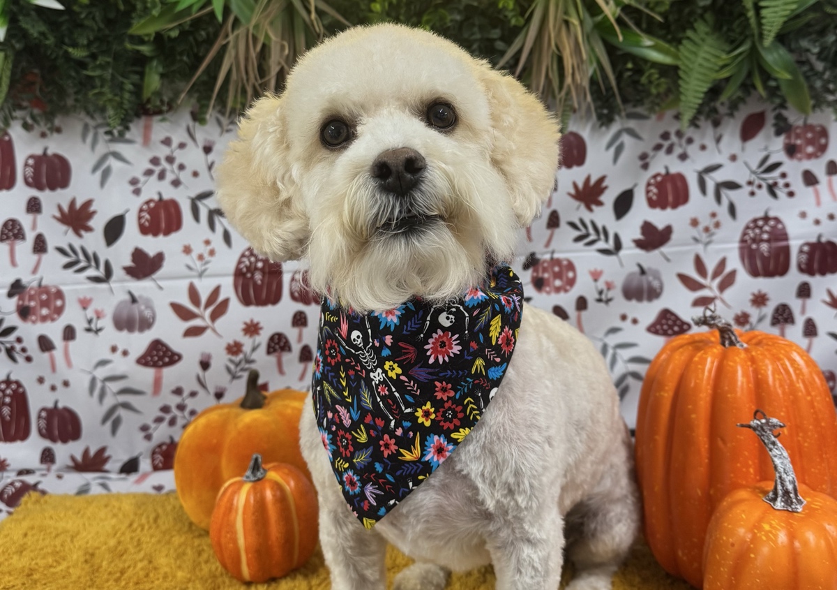 NEW! 🎃🍁🌶️Pupkin Spice Spa Add on 🎃🌶️