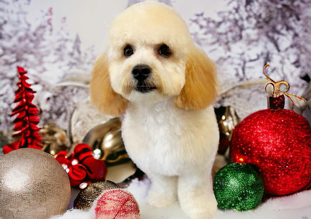 🎄🎁❄️Santa Paws Spa Package Add on  ❄️☃️🎄