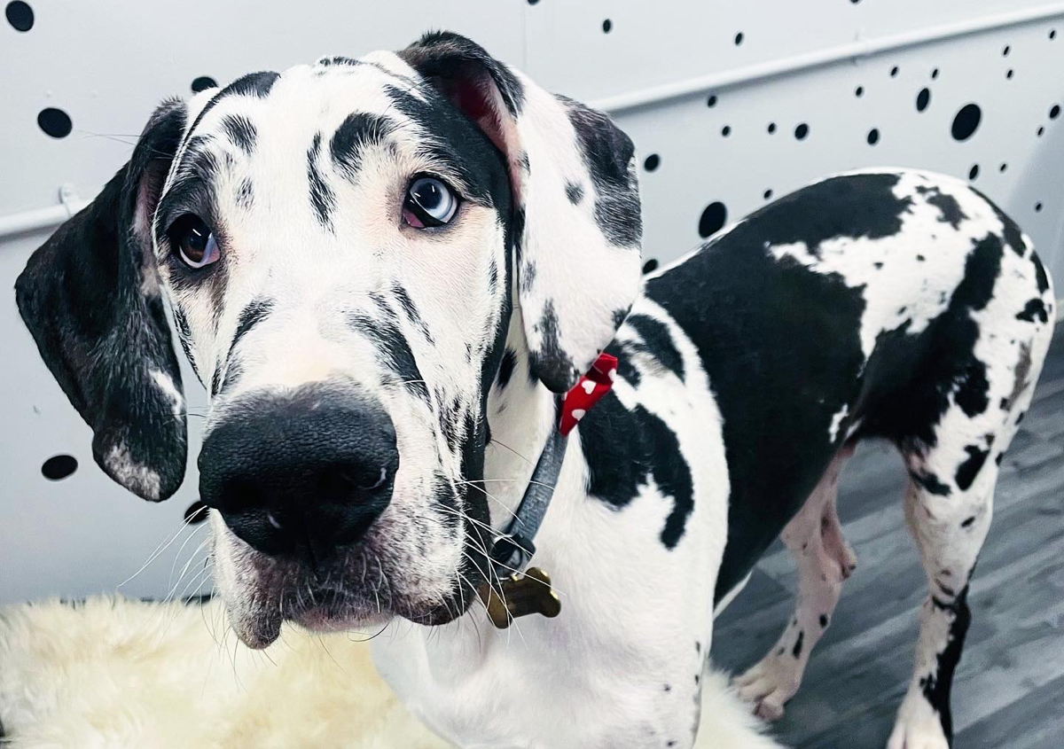 Deshedding Groom only! ( No Trimming) for double coats & Short haired dogs 