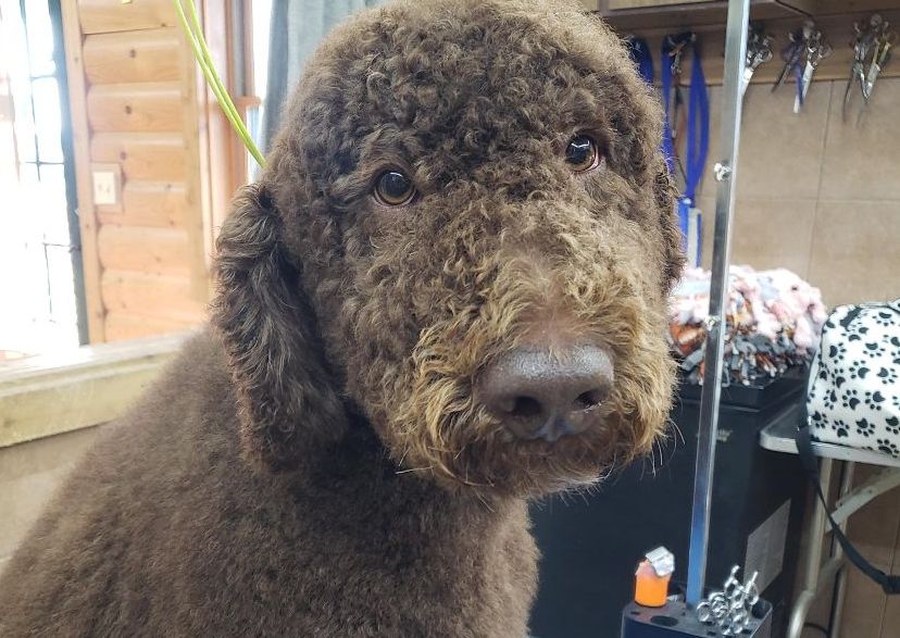 Extra Large Dog Full Groom