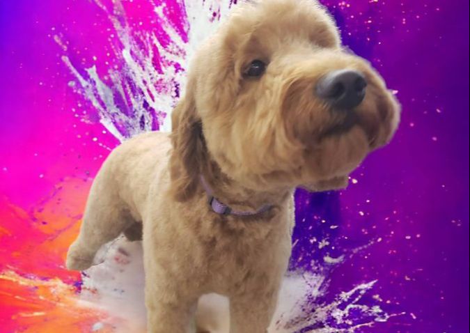 Medium Dog Full Groom