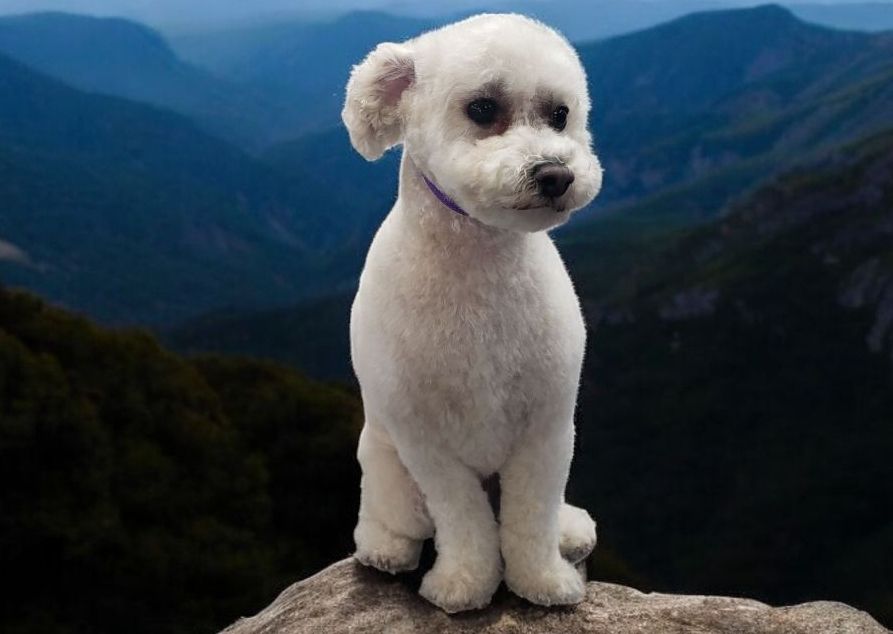 Extra Small Dog Full Groom