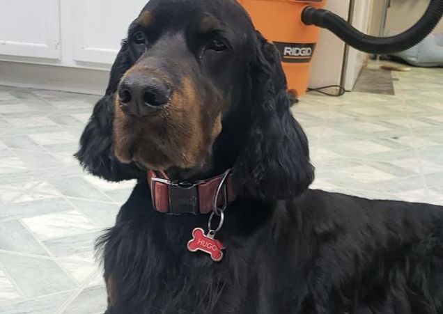 Large Dog Full Groom