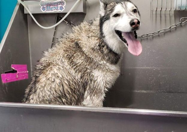 Extra Large Dog Bath