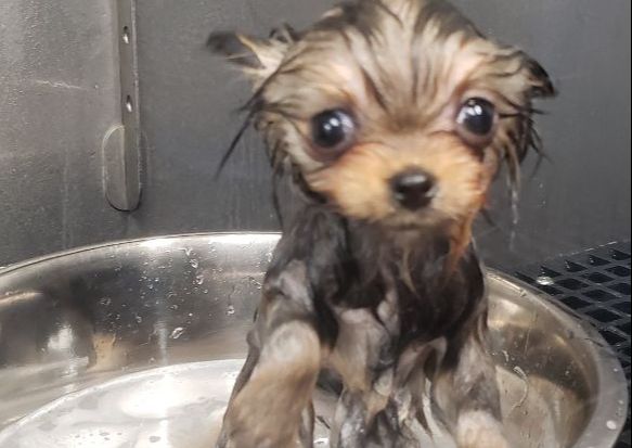 Extra Small Dog Bath