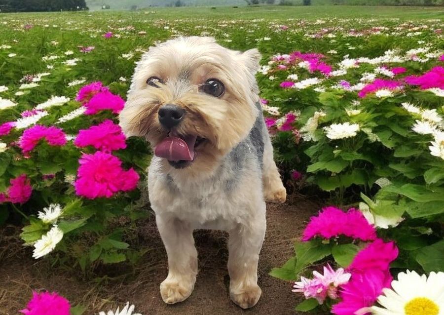 Small Dog Full groom