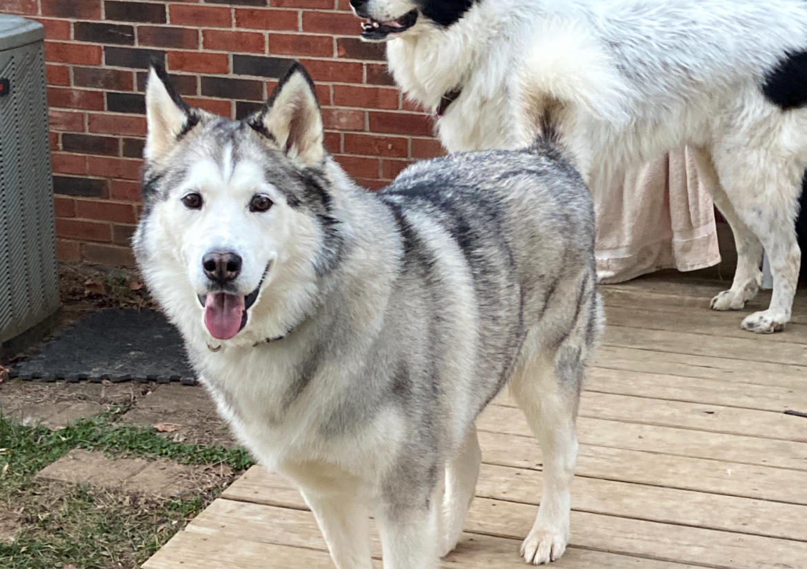 Large dog (50-80 pounds) 