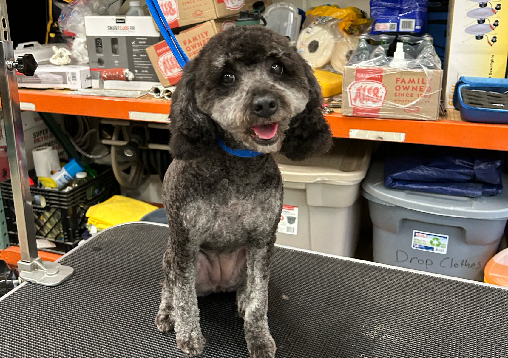 Small dog (5-30 pounds)