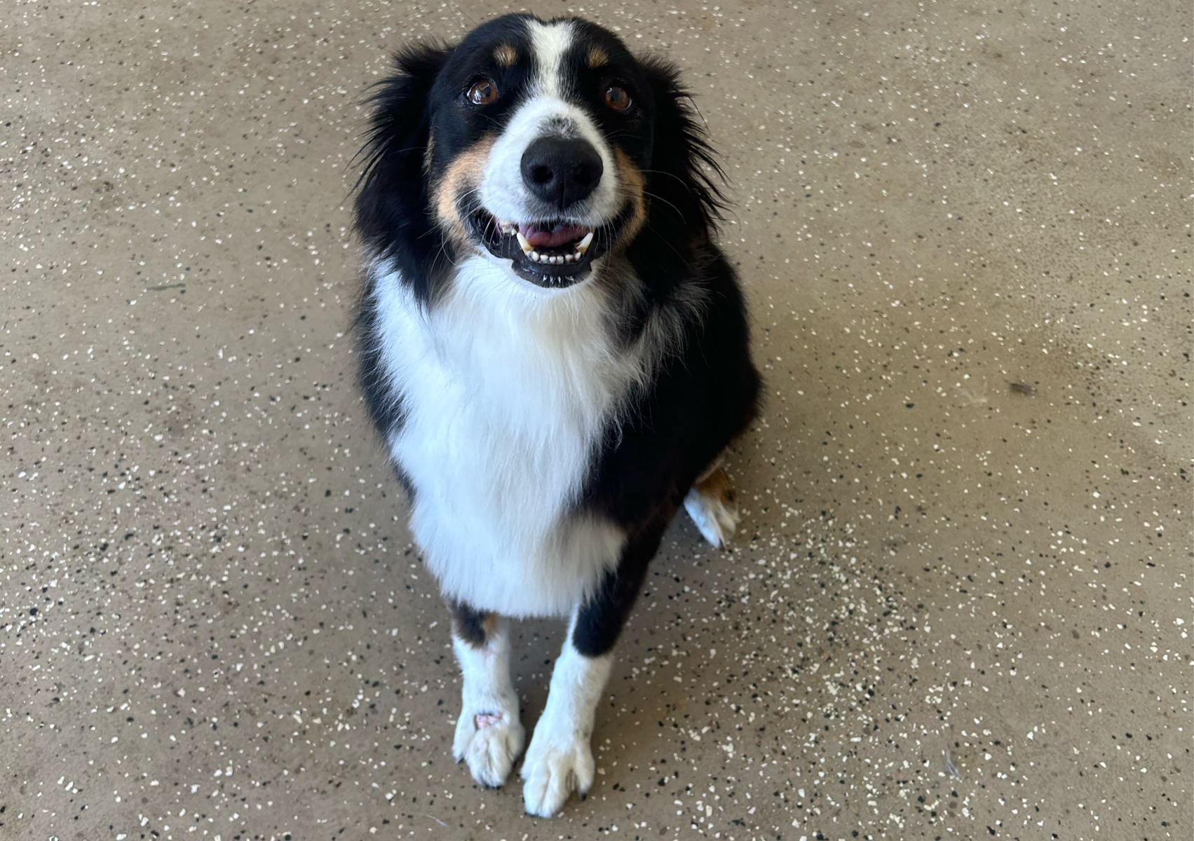 Medium dog (30-50 pounds)