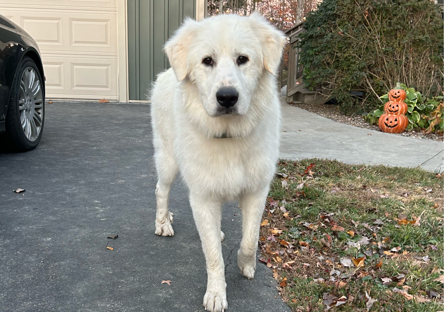 XLarge dog (80+ pounds) 